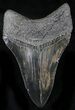 Serrated Lower Megalodon Tooth - South Carolina #26490-2